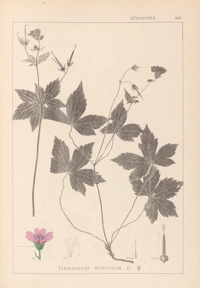 Herbier De La Flore Francaise Pl 0062 Wall Art by Louis Antoine Cusin - High-Resolution Digital Print