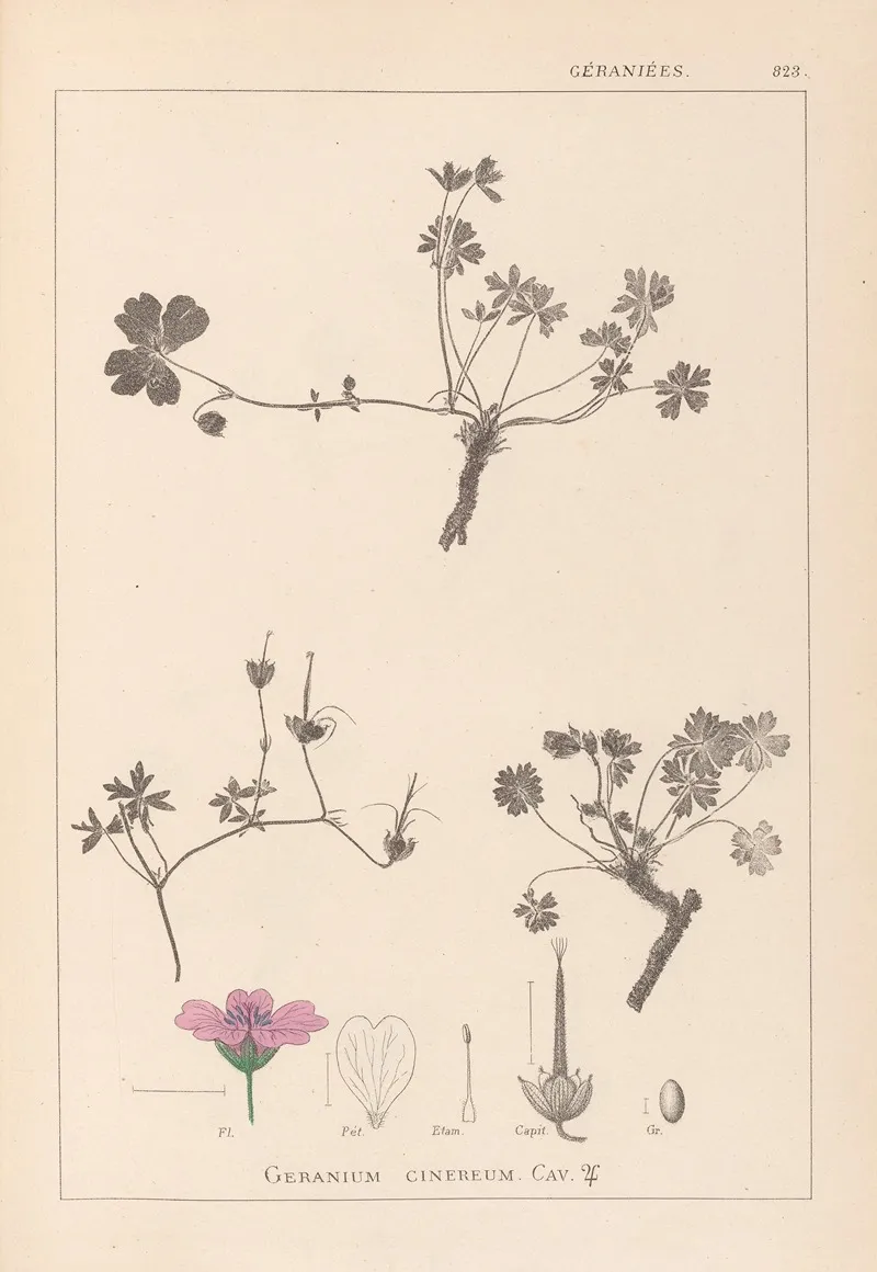Herbier De La Flore Francaise Pl 0065 Wall Art by Louis Antoine Cusin - High-Resolution Digital Print