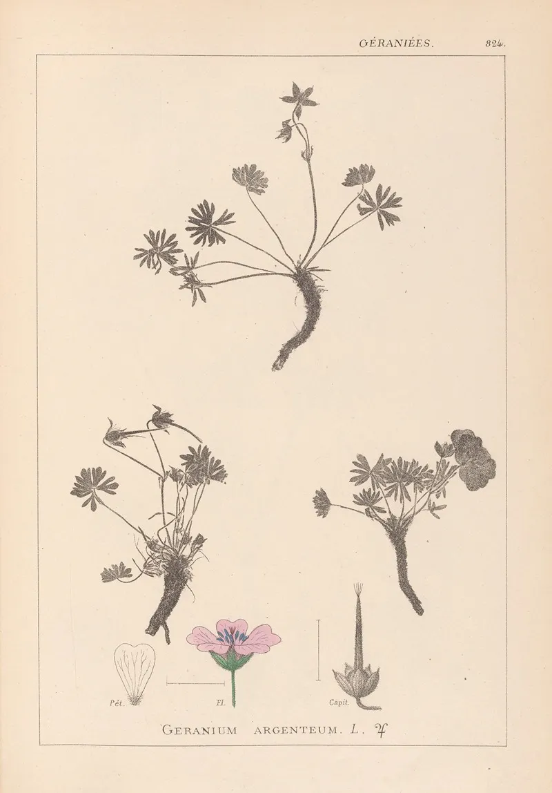 Herbier De La Flore Francaise Pl 0066 Wall Art by Louis Antoine Cusin - High-Resolution Digital Print
