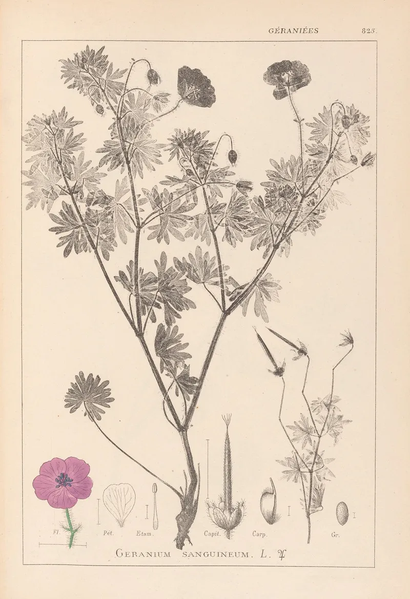 Herbier De La Flore Francaise Pl 0067 Wall Art by Louis Antoine Cusin - High-Resolution Digital Print
