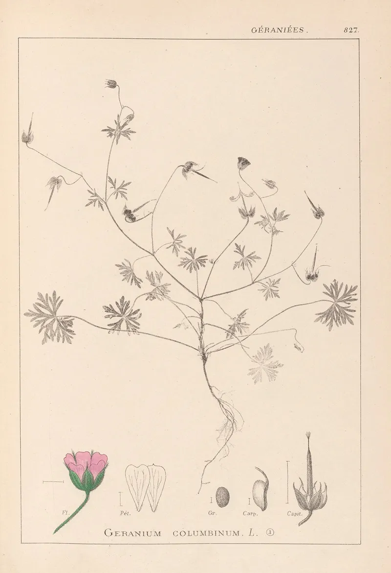 Herbier De La Flore Francaise Pl 0069 Wall Art by Louis Antoine Cusin - High-Resolution Digital Print