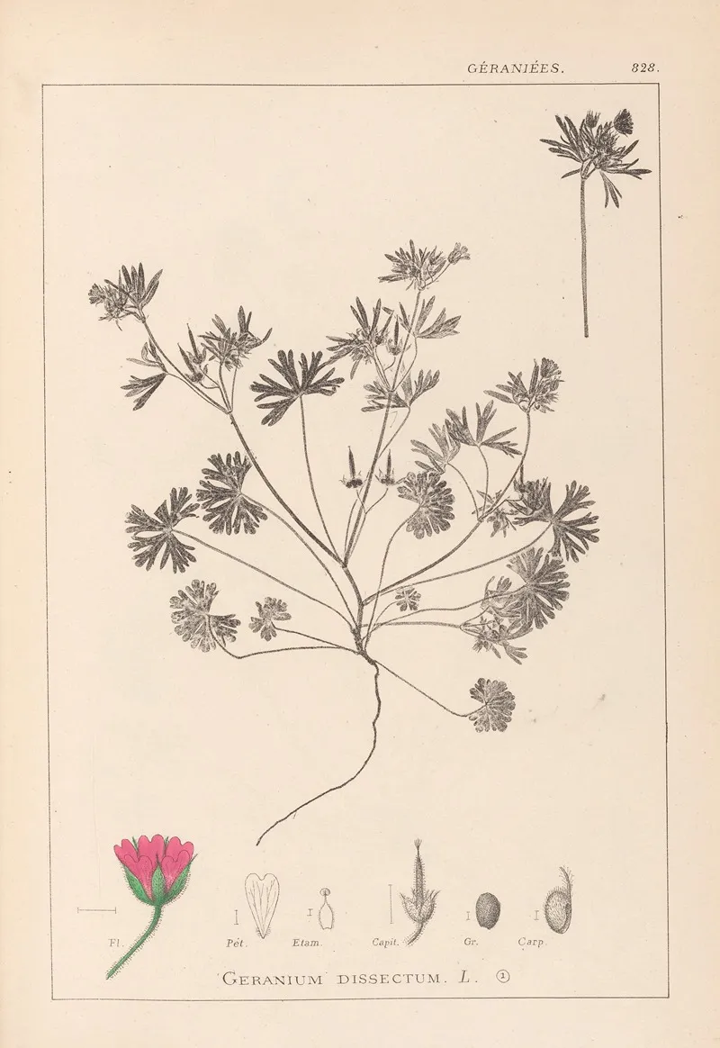 Herbier De La Flore Francaise Pl 0070 Wall Art by Louis Antoine Cusin - High-Resolution Digital Print