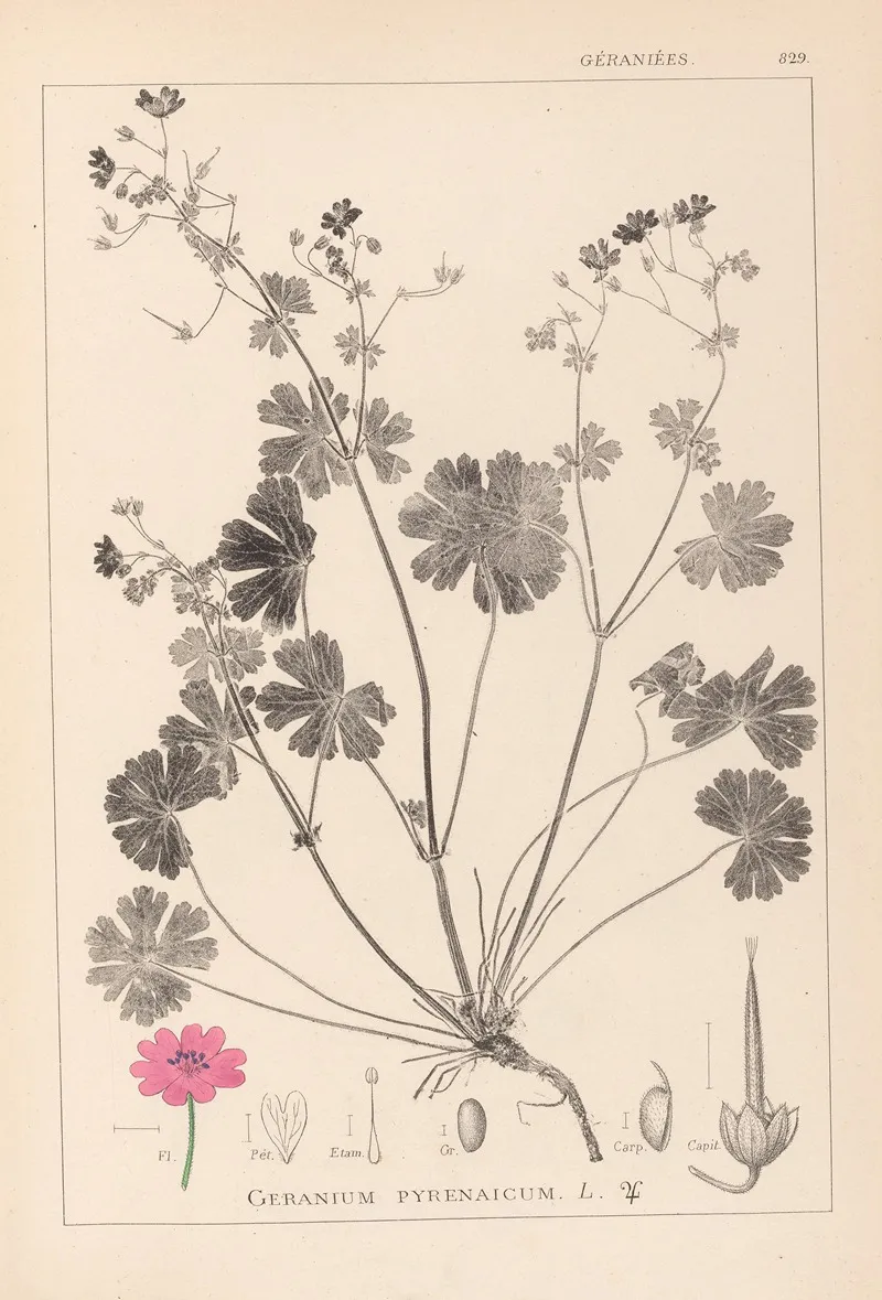Herbier De La Flore Francaise Pl 0071 Wall Art by Louis Antoine Cusin - High-Resolution Digital Print