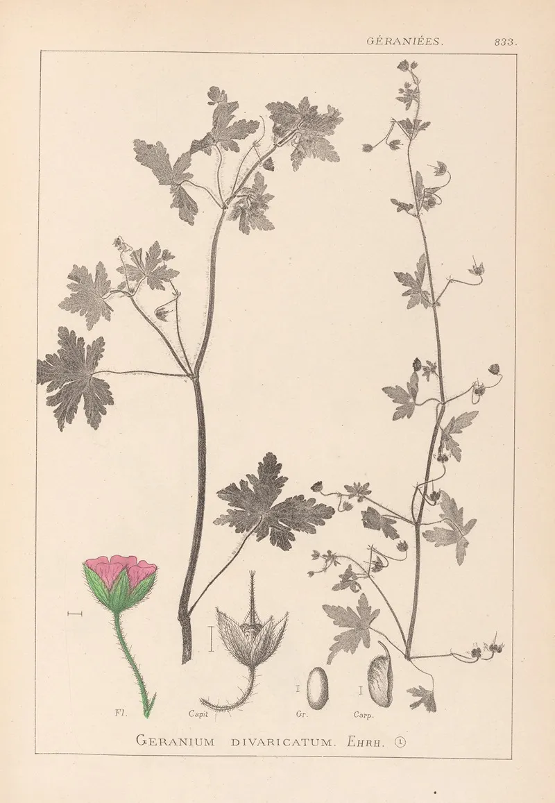 Herbier De La Flore Francaise Pl 0075 Wall Art by Louis Antoine Cusin - High-Resolution Digital Print