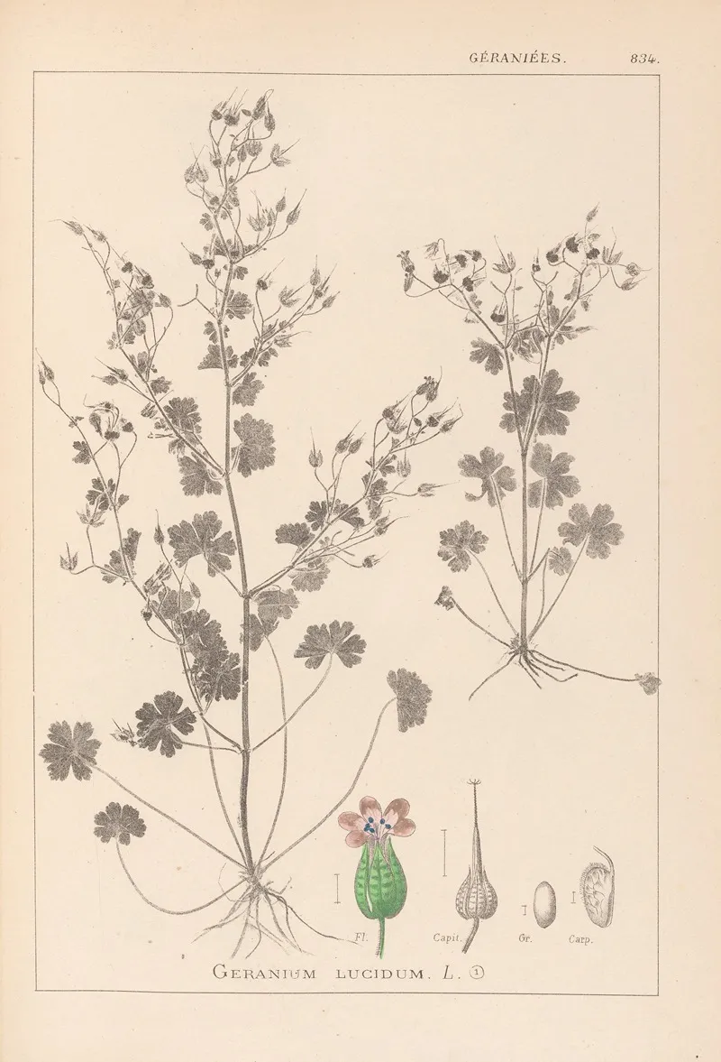 Herbier De La Flore Francaise Pl 0076 Wall Art by Louis Antoine Cusin - High-Resolution Digital Print