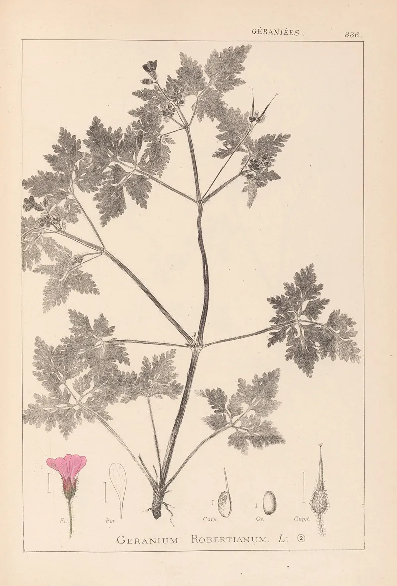 Herbier De La Flore Francaise Pl 0078 Wall Art by Louis Antoine Cusin - High-Resolution Digital Print
