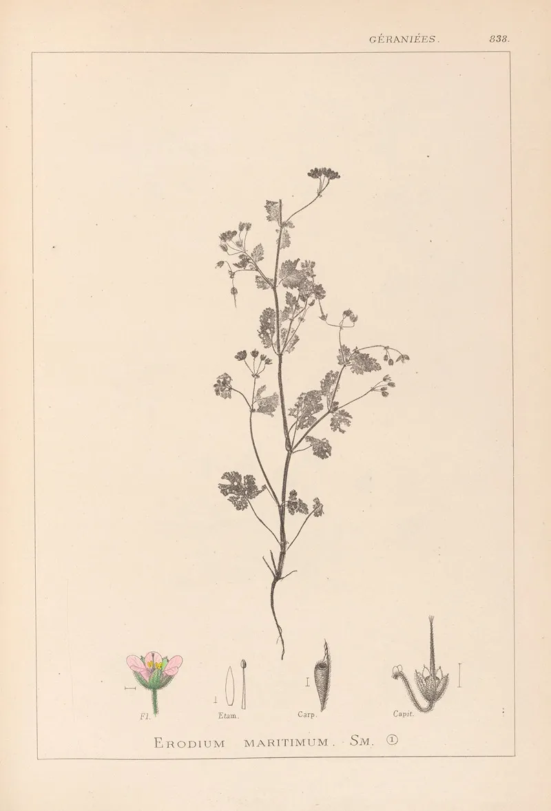 Herbier De La Flore Francaise Pl 0080 Wall Art by Louis Antoine Cusin - High-Resolution Digital Print