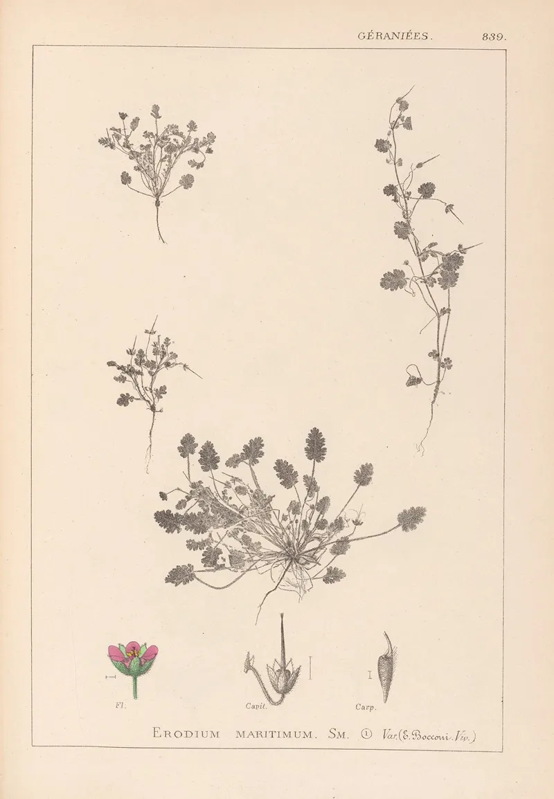 Herbier De La Flore Francaise Pl 0081 Wall Art by Louis Antoine Cusin - High-Resolution Digital Print