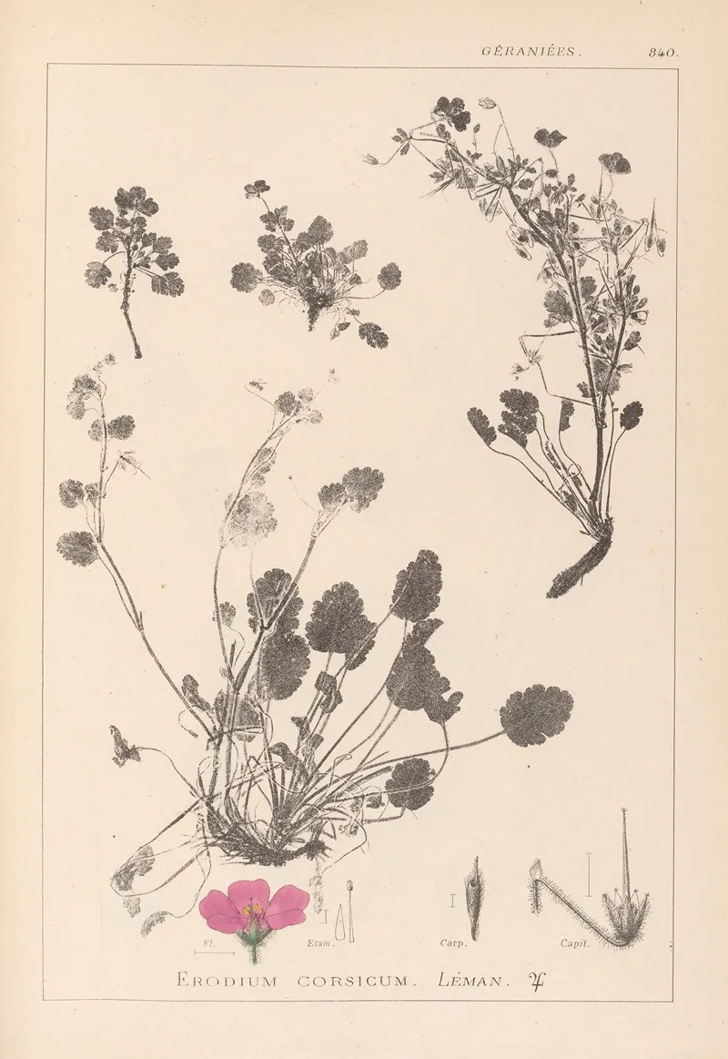 Herbier De La Flore Francaise Pl 0082 Wall Art by Louis Antoine Cusin - High-Resolution Digital Print