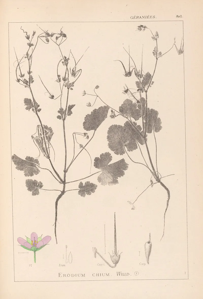 Herbier De La Flore Francaise Pl 0084 Wall Art by Louis Antoine Cusin - High-Resolution Digital Print