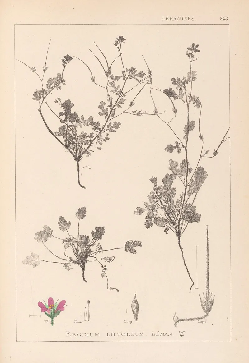 Herbier De La Flore Francaise Pl 0085 Wall Art by Louis Antoine Cusin - High-Resolution Digital Print