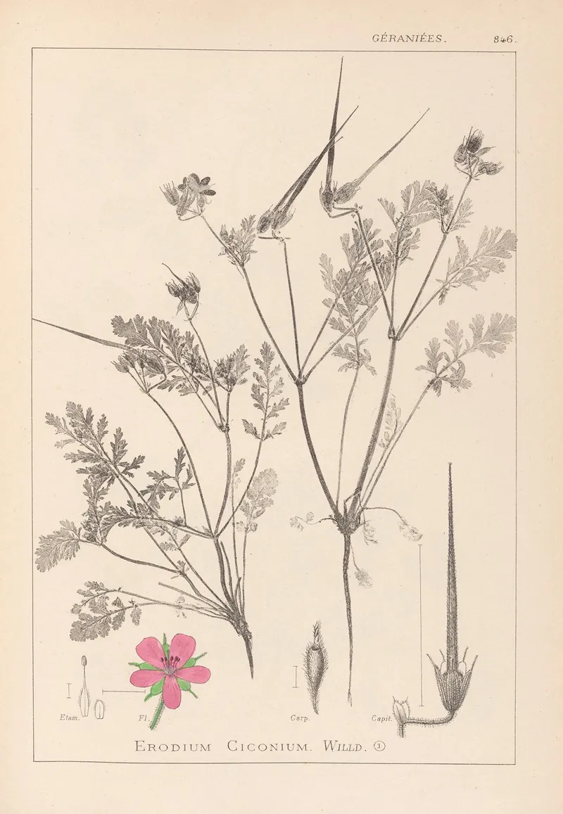 Herbier De La Flore Francaise Pl 0088 Wall Art by Louis Antoine Cusin - High-Resolution Digital Print