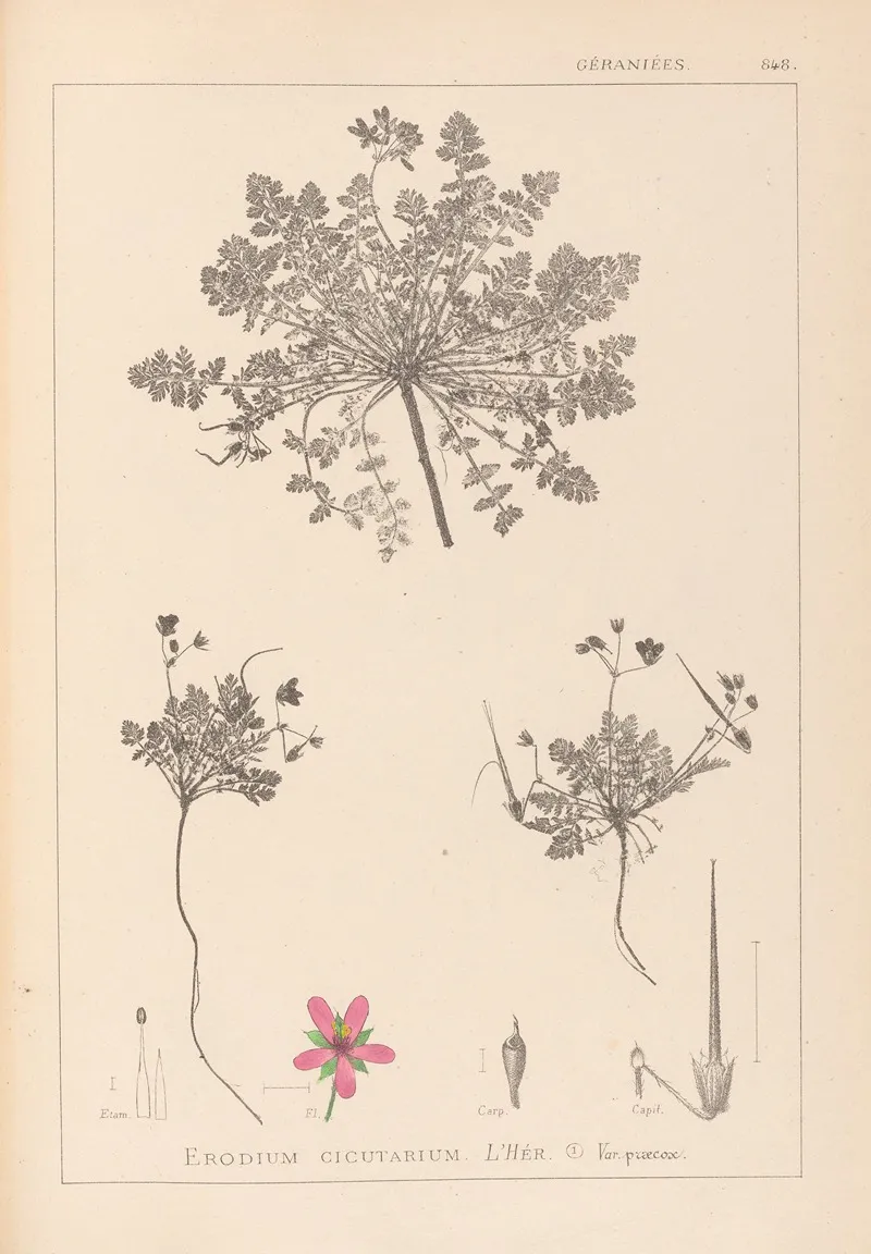 Herbier De La Flore Francaise Pl 0090 Wall Art by Louis Antoine Cusin - High-Resolution Digital Print
