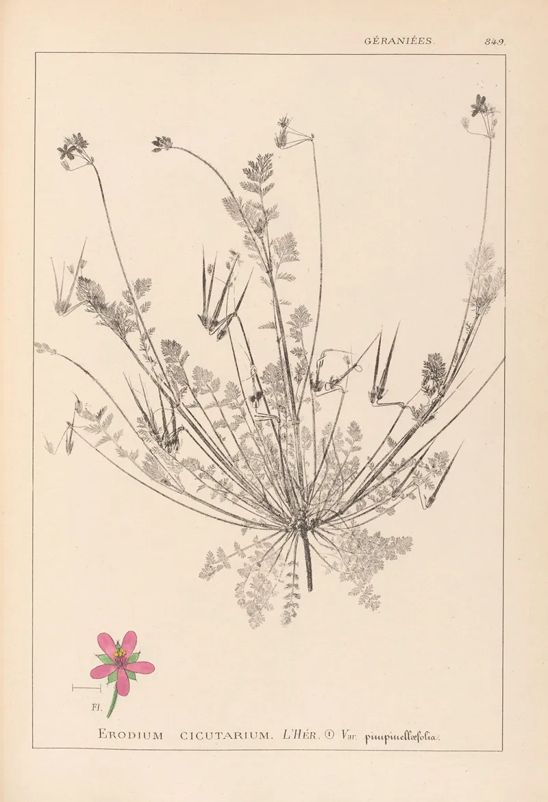 Herbier De La Flore Francaise Pl 0091 Wall Art by Louis Antoine Cusin - High-Resolution Digital Print