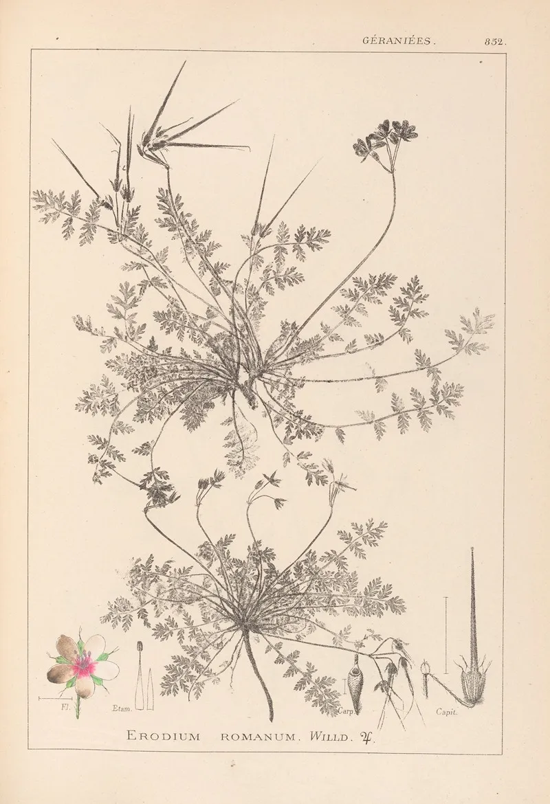 Herbier De La Flore Francaise Pl 0094 Wall Art by Louis Antoine Cusin - High-Resolution Digital Print