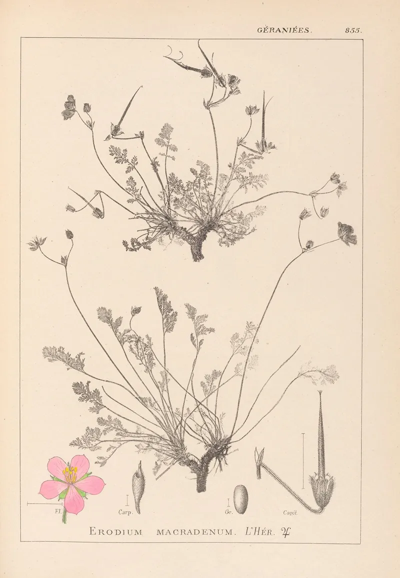 Herbier De La Flore Francaise Pl 0097 Wall Art by Louis Antoine Cusin - High-Resolution Digital Print