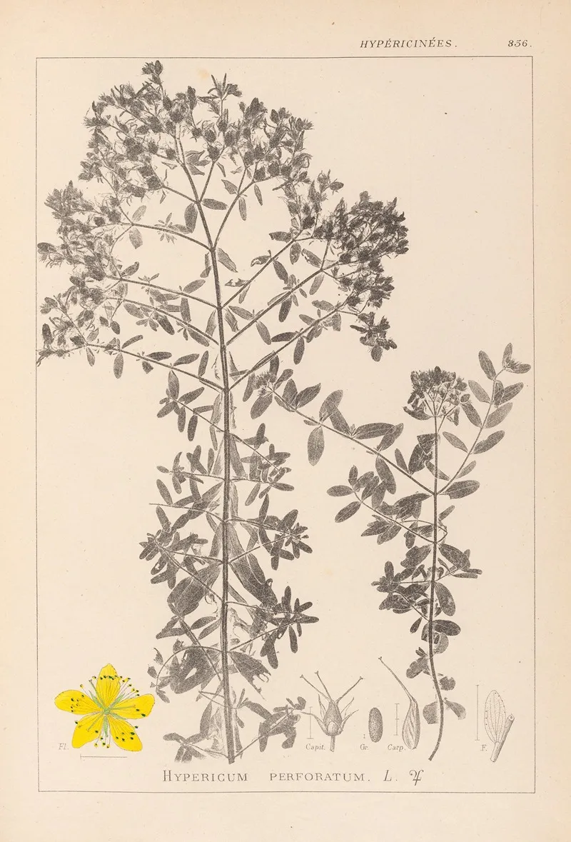 Herbier De La Flore Francaise Pl 0098 Wall Art by Louis Antoine Cusin - High-Resolution Digital Print