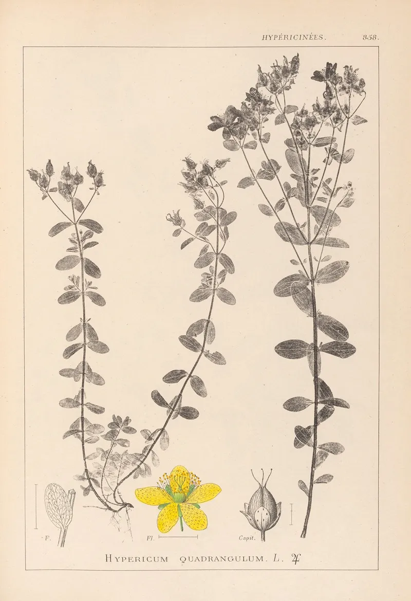 Herbier De La Flore Francaise Pl 0100 Wall Art by Louis Antoine Cusin - High-Resolution Digital Print