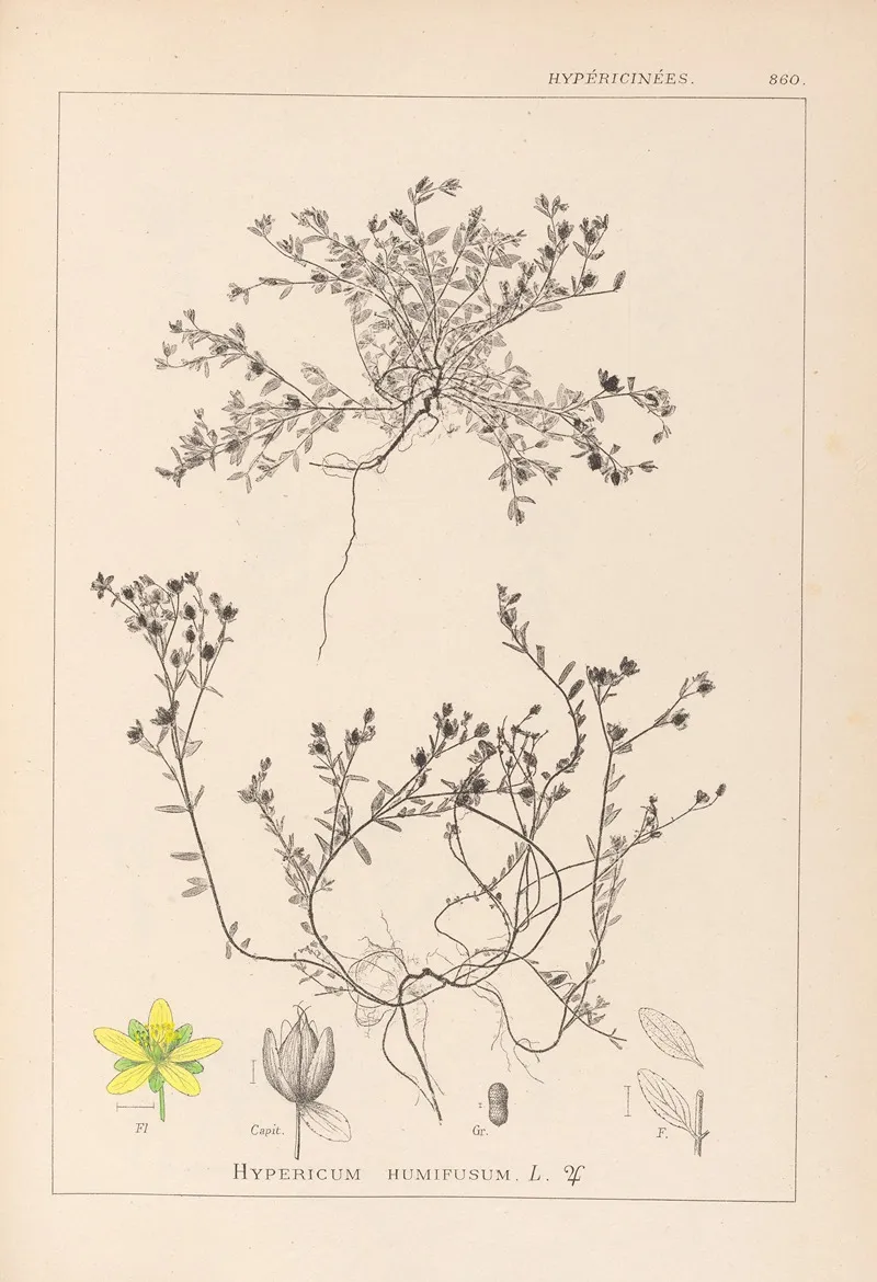 Herbier De La Flore Francaise Pl 0102 Wall Art by Louis Antoine Cusin - High-Resolution Digital Print
