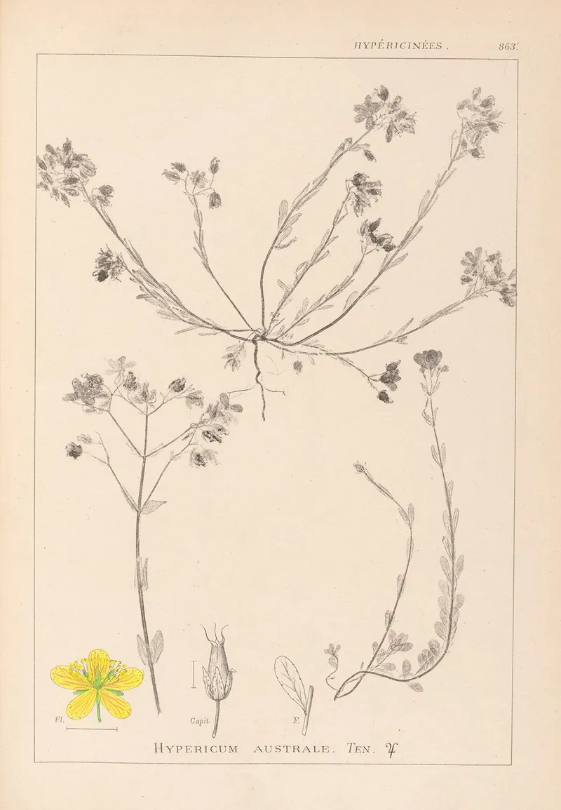 Herbier De La Flore Francaise Pl 0104 Wall Art by Louis Antoine Cusin - High-Resolution Digital Print