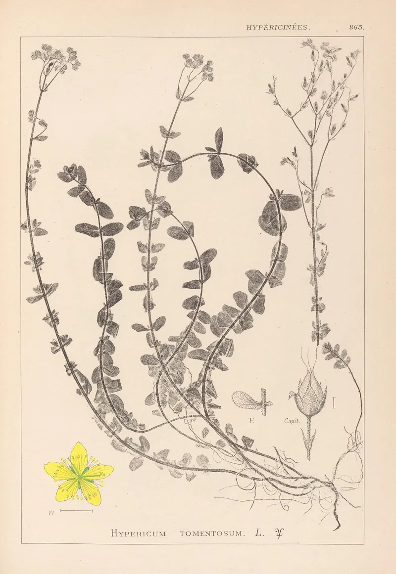 Herbier De La Flore Francaise Pl 0106 Wall Art by Louis Antoine Cusin - High-Resolution Digital Print