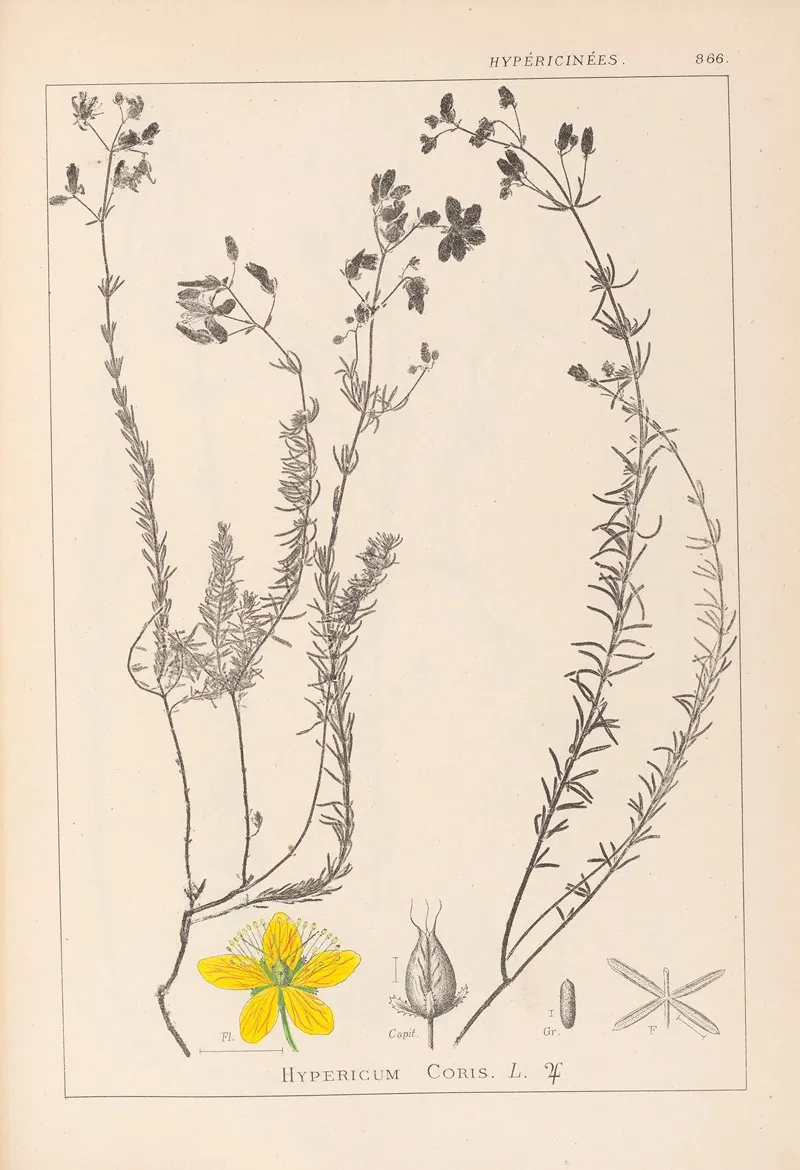 Herbier De La Flore Francaise Pl 0107 Wall Art by Louis Antoine Cusin - High-Resolution Digital Print