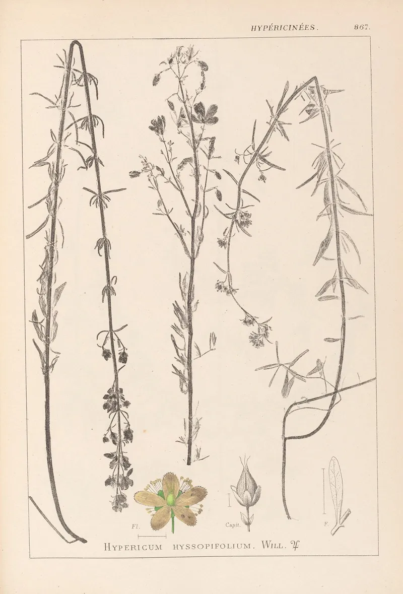 Herbier De La Flore Francaise Pl 0108 Wall Art by Louis Antoine Cusin - High-Resolution Digital Print