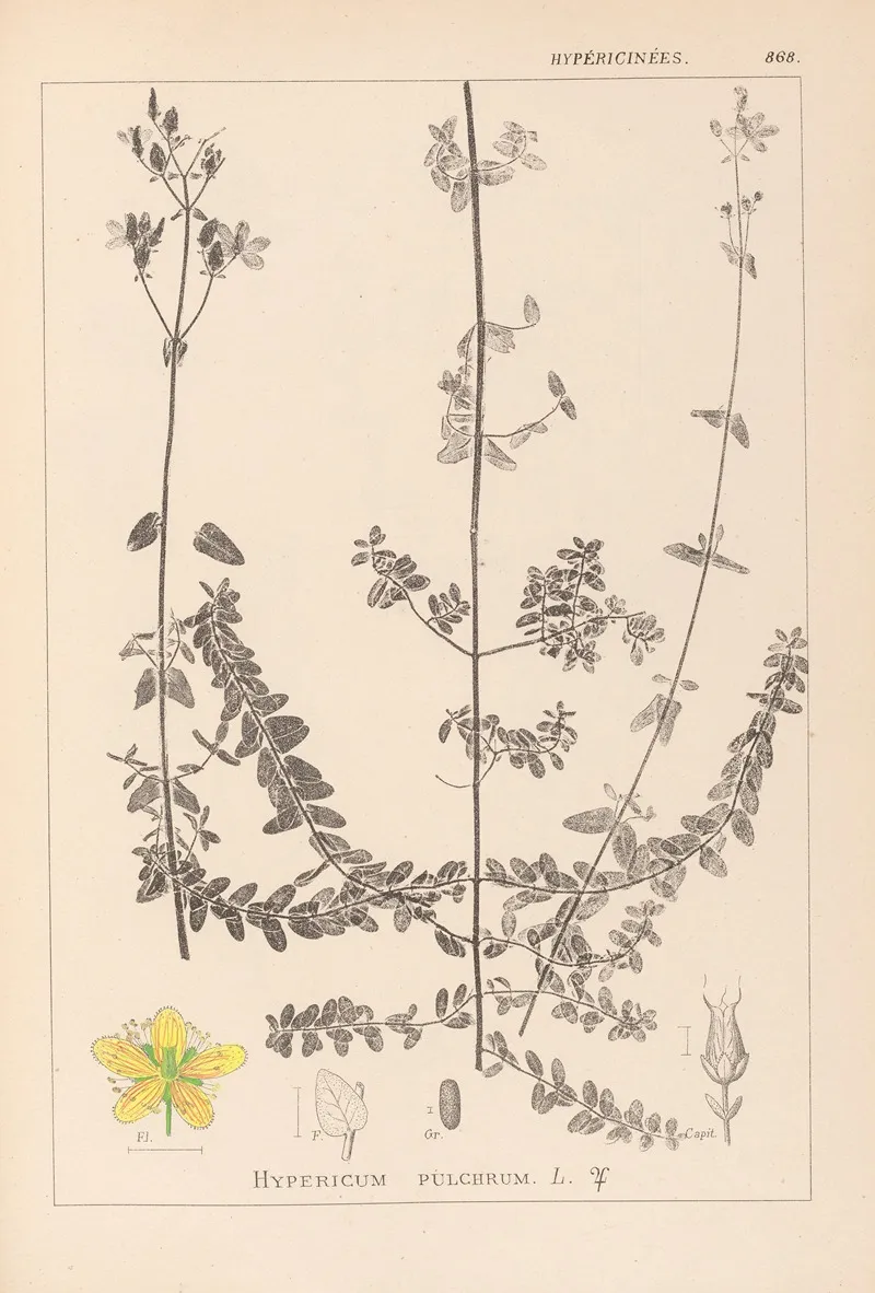 Herbier De La Flore Francaise Pl 0109 Wall Art by Louis Antoine Cusin - High-Resolution Digital Print
