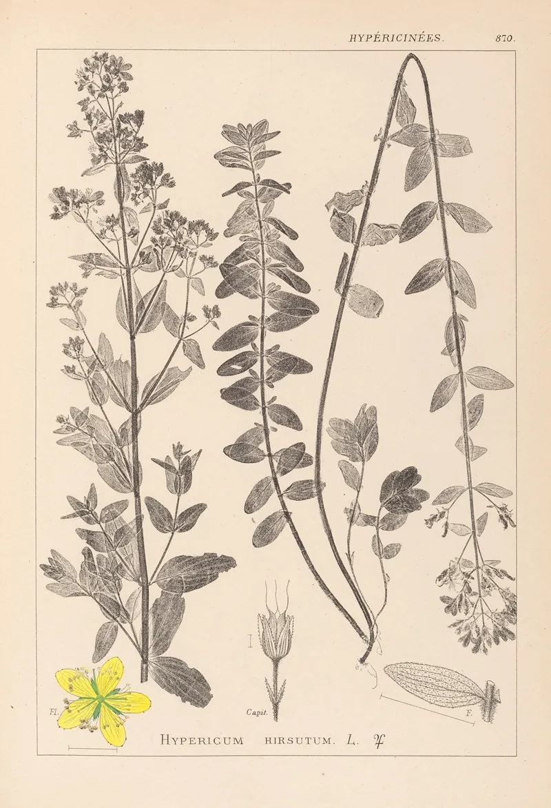 Herbier De La Flore Francaise Pl 0111 Wall Art by Louis Antoine Cusin - High-Resolution Digital Print