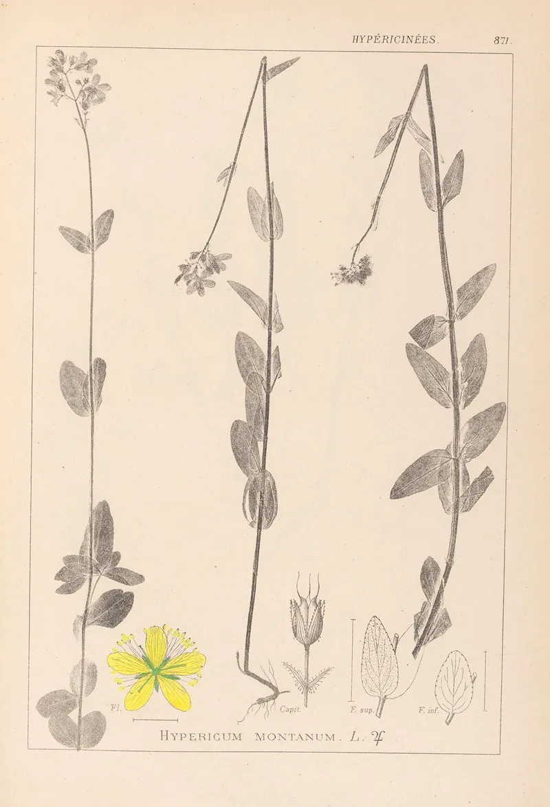 Herbier De La Flore Francaise Pl 0112 Wall Art by Louis Antoine Cusin - High-Resolution Digital Print