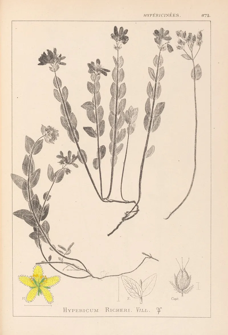 Herbier De La Flore Francaise Pl 0113 Wall Art by Louis Antoine Cusin - High-Resolution Digital Print
