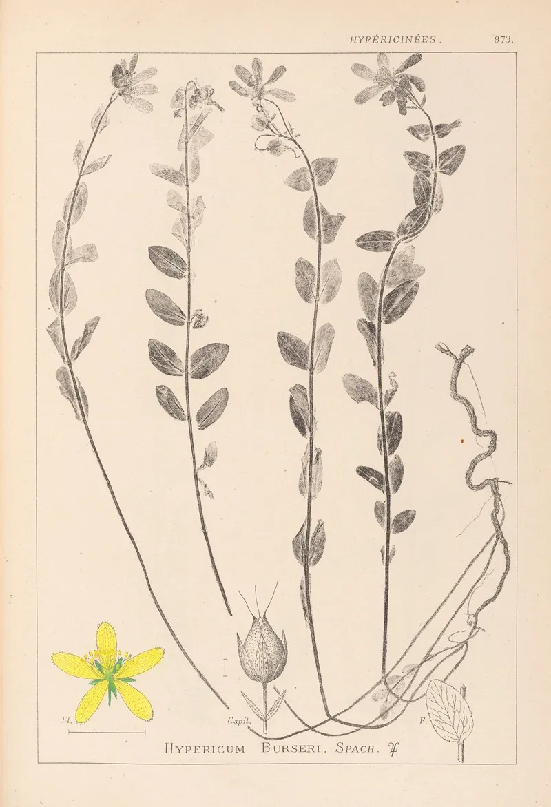 Herbier De La Flore Francaise Pl 0114 Wall Art by Louis Antoine Cusin - High-Resolution Digital Print