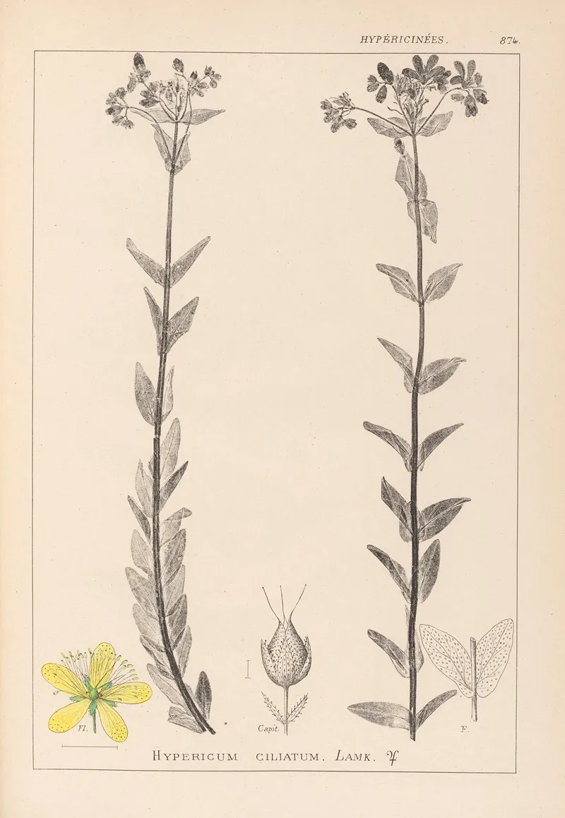 Herbier De La Flore Francaise Pl 0115 Wall Art by Louis Antoine Cusin - High-Resolution Digital Print