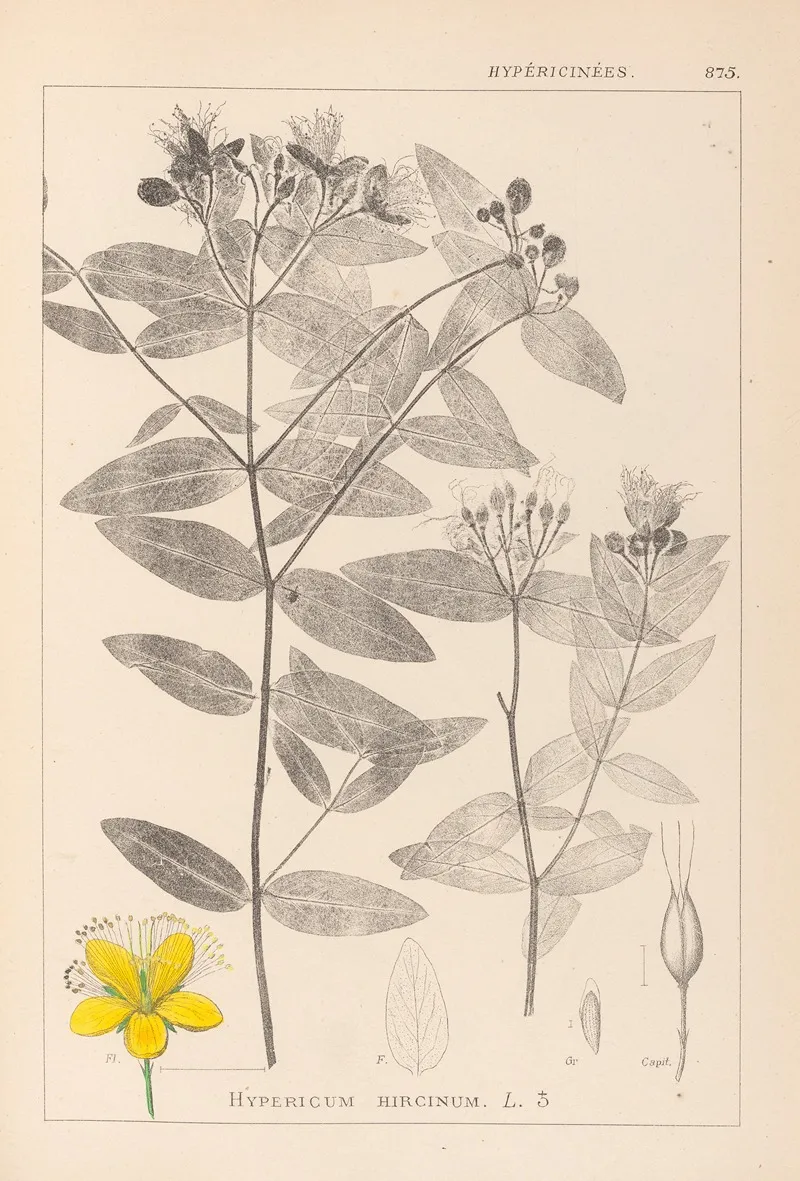 Herbier De La Flore Francaise Pl 0116 Wall Art by Louis Antoine Cusin - High-Resolution Digital Print