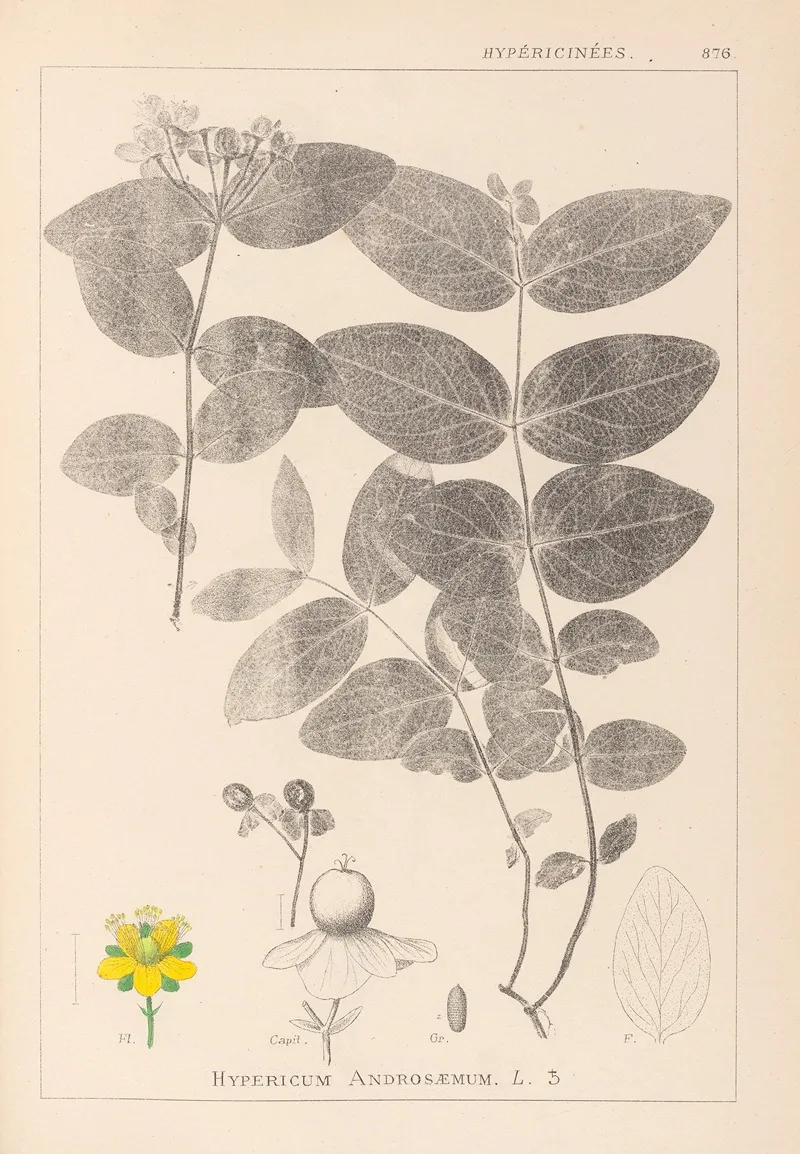 Herbier De La Flore Francaise Pl 0117 Wall Art by Louis Antoine Cusin - High-Resolution Digital Print