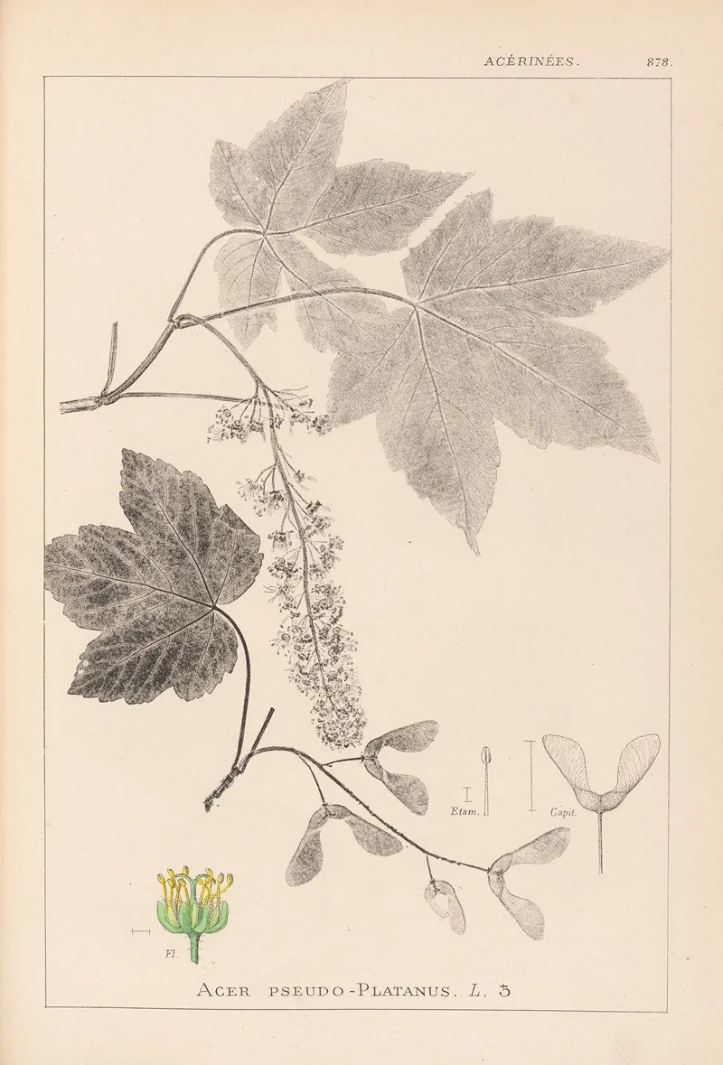 Herbier De La Flore Francaise Pl 0119 Wall Art by Louis Antoine Cusin - High-Resolution Digital Print