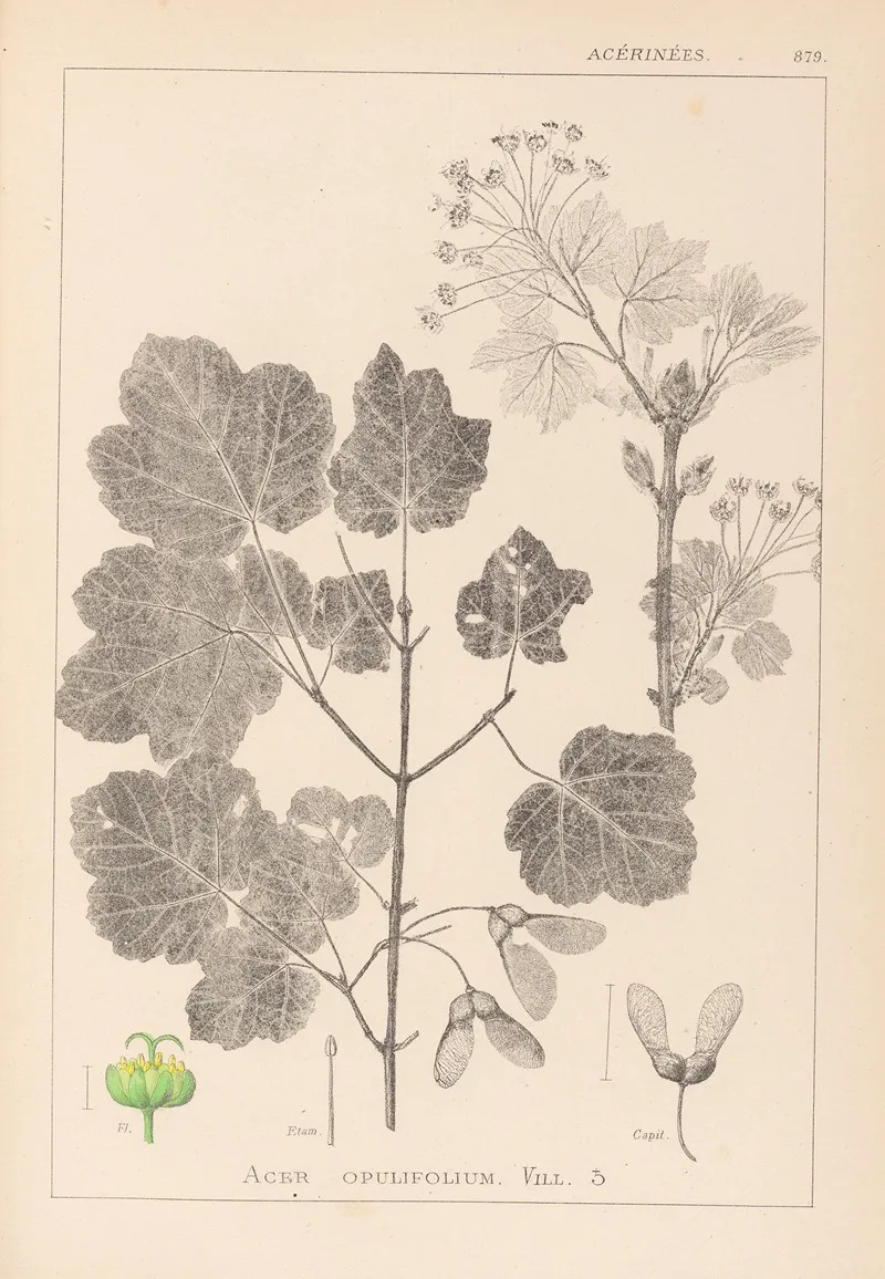 Herbier De La Flore Francaise Pl 0120 Wall Art by Louis Antoine Cusin - High-Resolution Digital Print