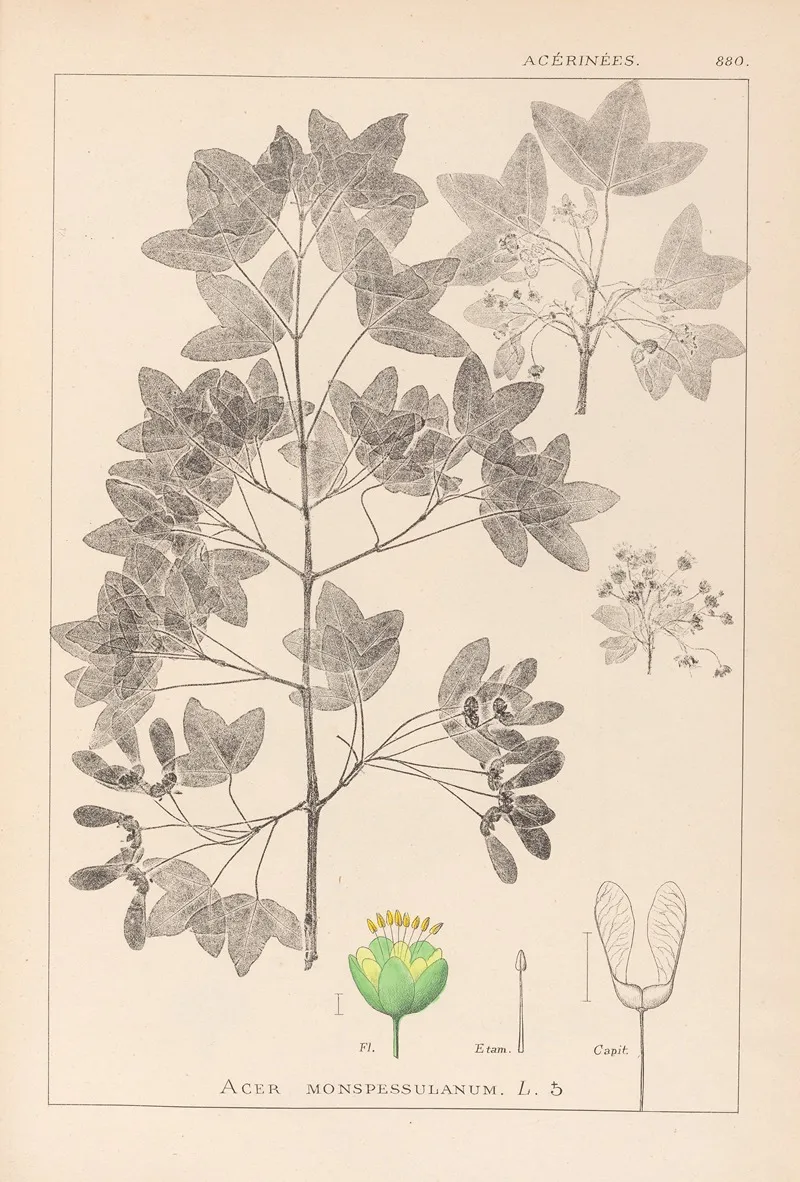Herbier De La Flore Francaise Pl 0121 Wall Art by Louis Antoine Cusin - High-Resolution Digital Print