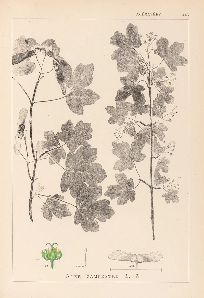 Herbier De La Flore Francaise Pl 0122 Wall Art by Louis Antoine Cusin - High-Resolution Digital Print