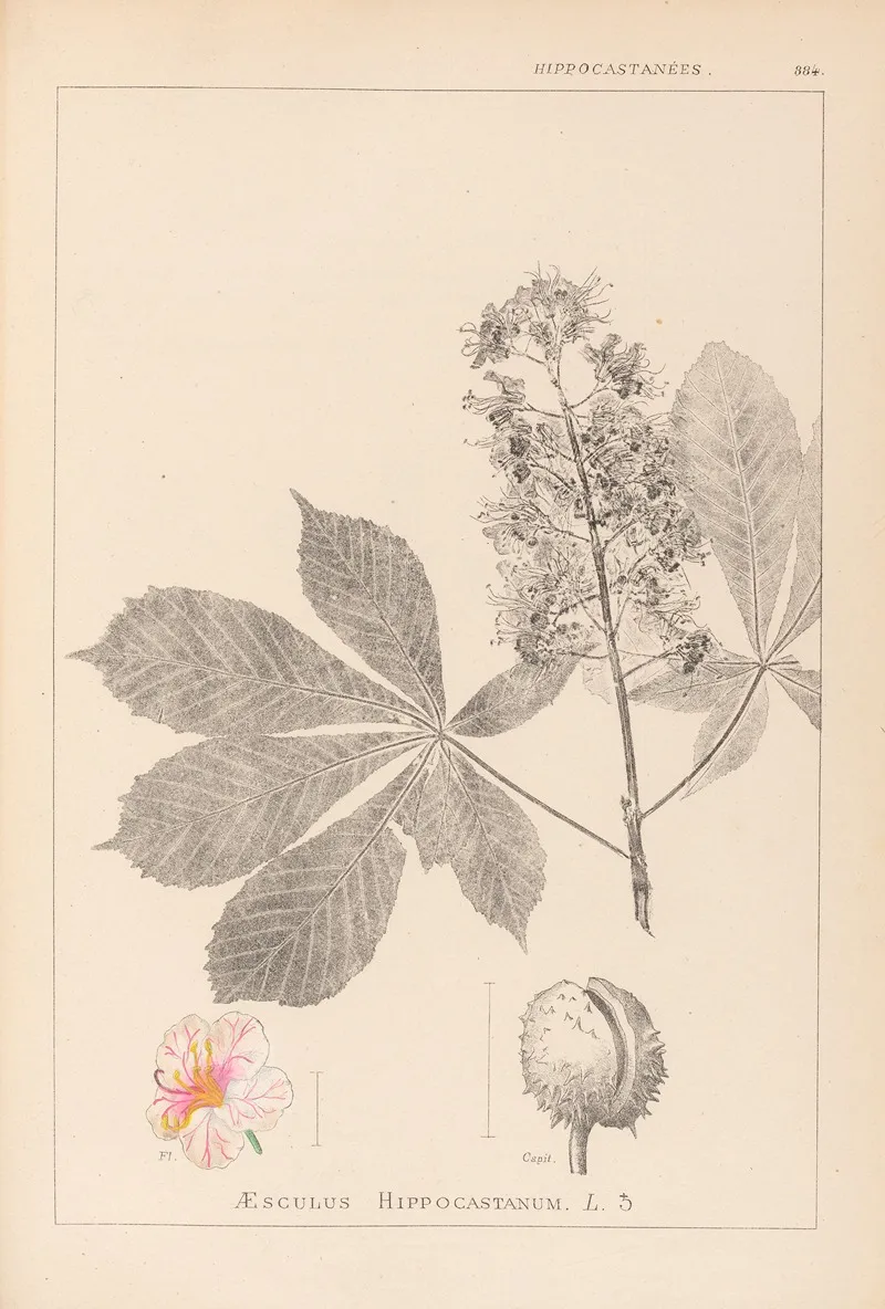 Herbier De La Flore Francaise Pl 0125 Wall Art by Louis Antoine Cusin - High-Resolution Digital Print