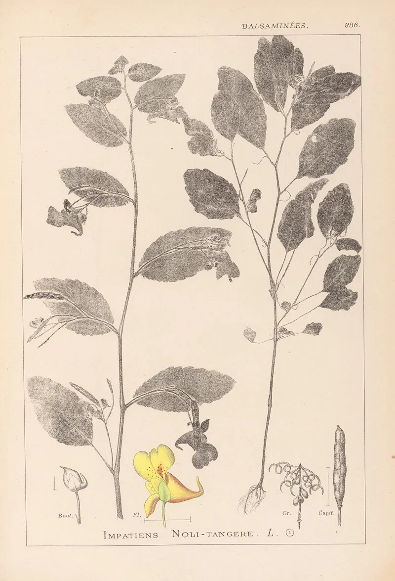 Herbier De La Flore Francaise Pl 0127 Wall Art by Louis Antoine Cusin - High-Resolution Digital Print