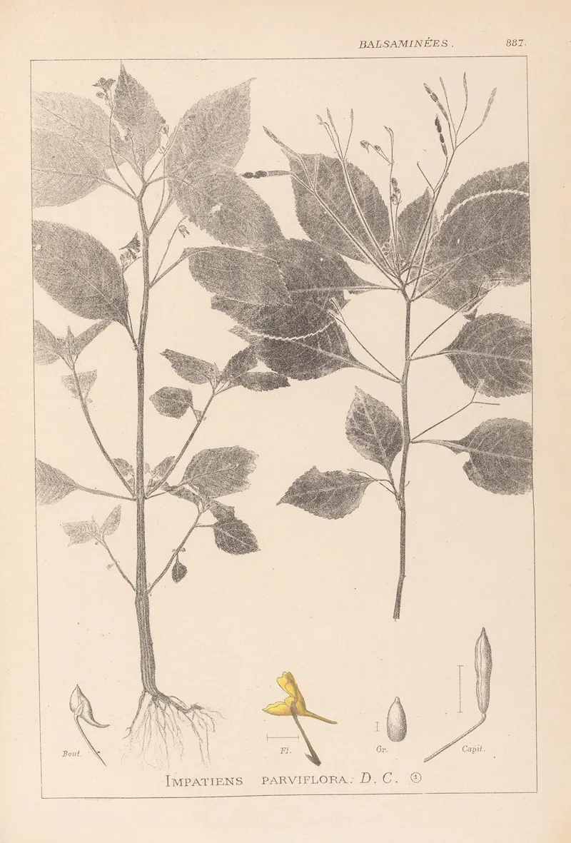 Herbier De La Flore Francaise Pl 0128 Wall Art by Louis Antoine Cusin - High-Resolution Digital Print