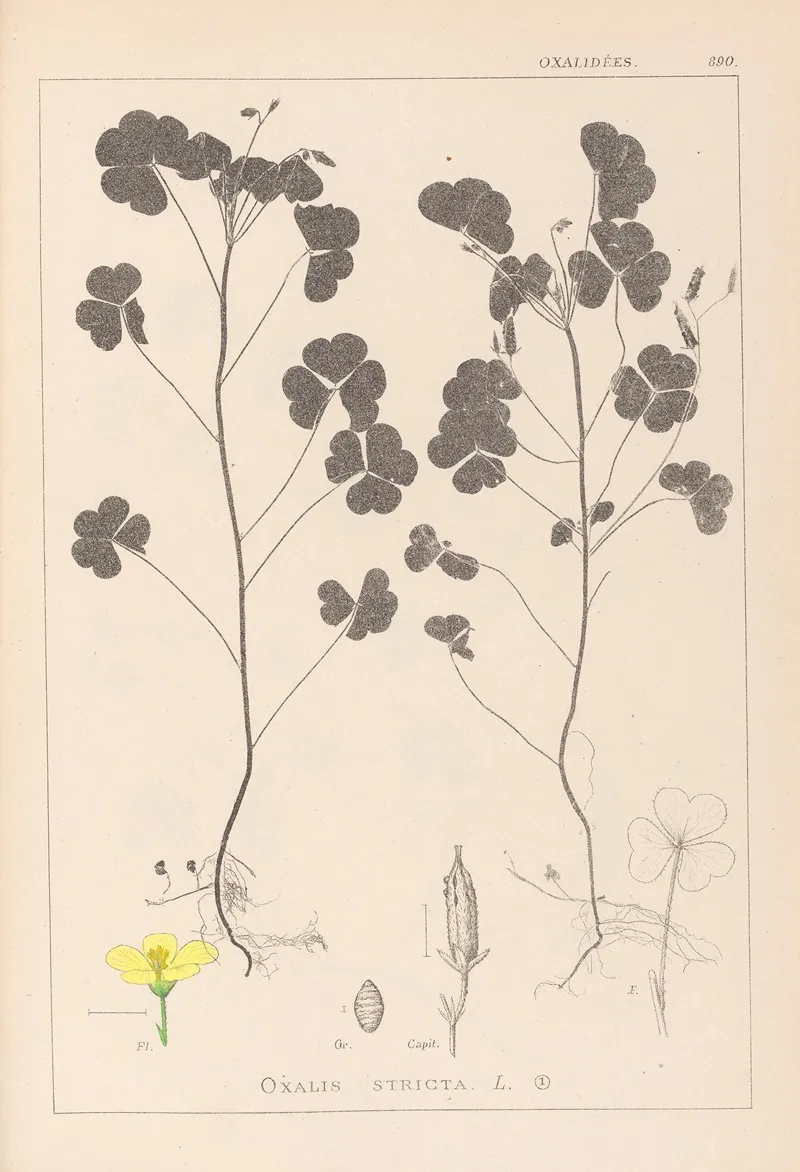Herbier De La Flore Francaise Pl 0131 Wall Art by Louis Antoine Cusin - High-Resolution Digital Print