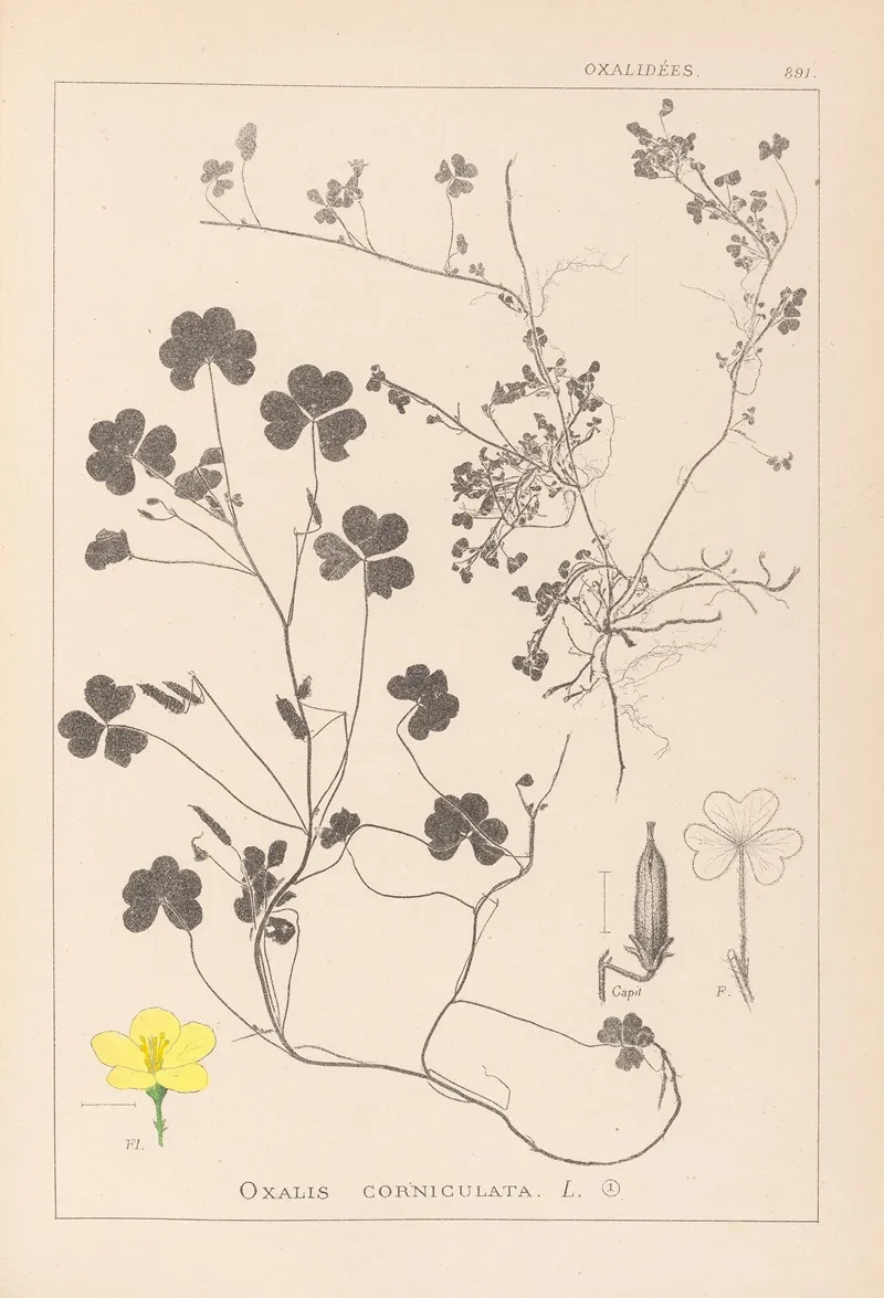 Herbier De La Flore Francaise Pl 0132 Wall Art by Louis Antoine Cusin - High-Resolution Digital Print