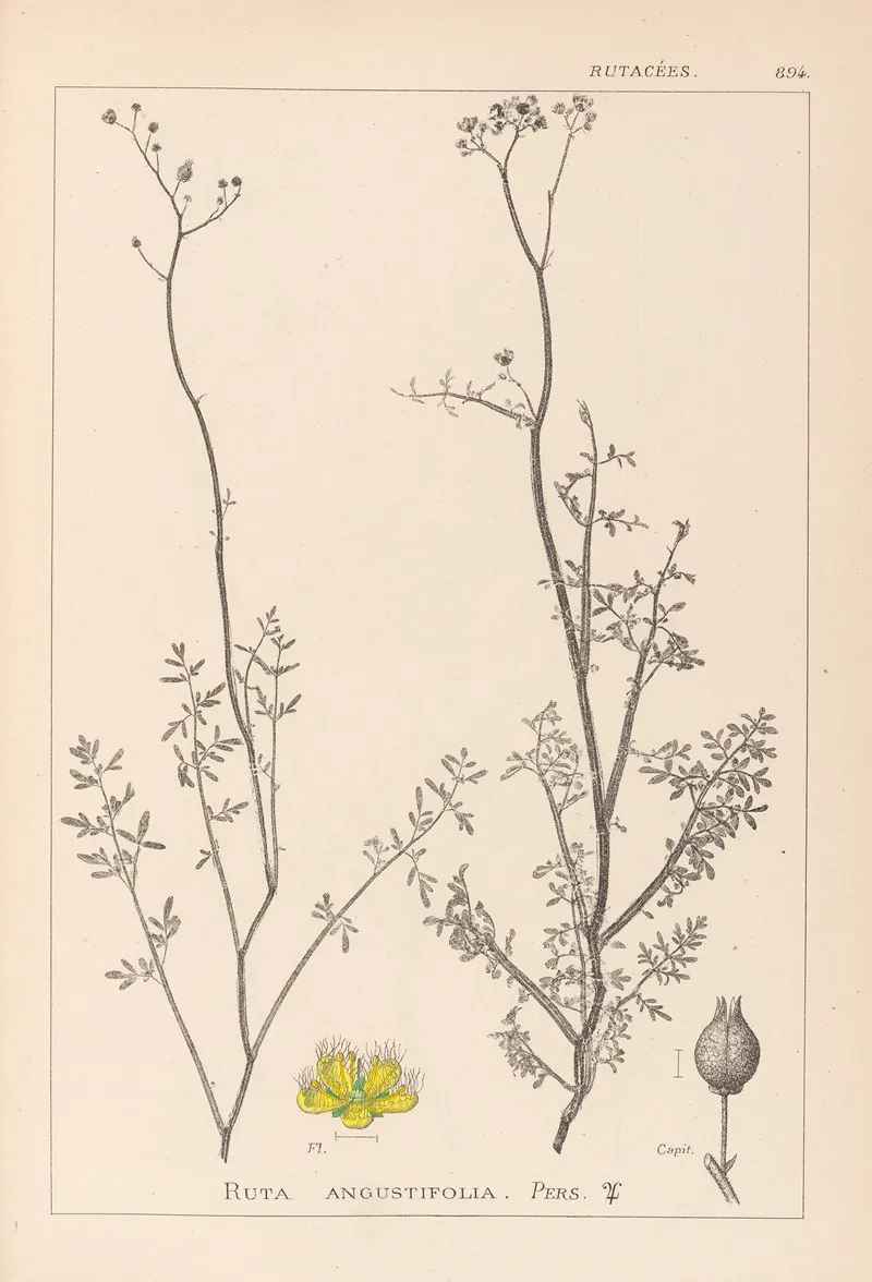 Herbier De La Flore Francaise Pl 0135 Wall Art by Louis Antoine Cusin - High-Resolution Digital Print