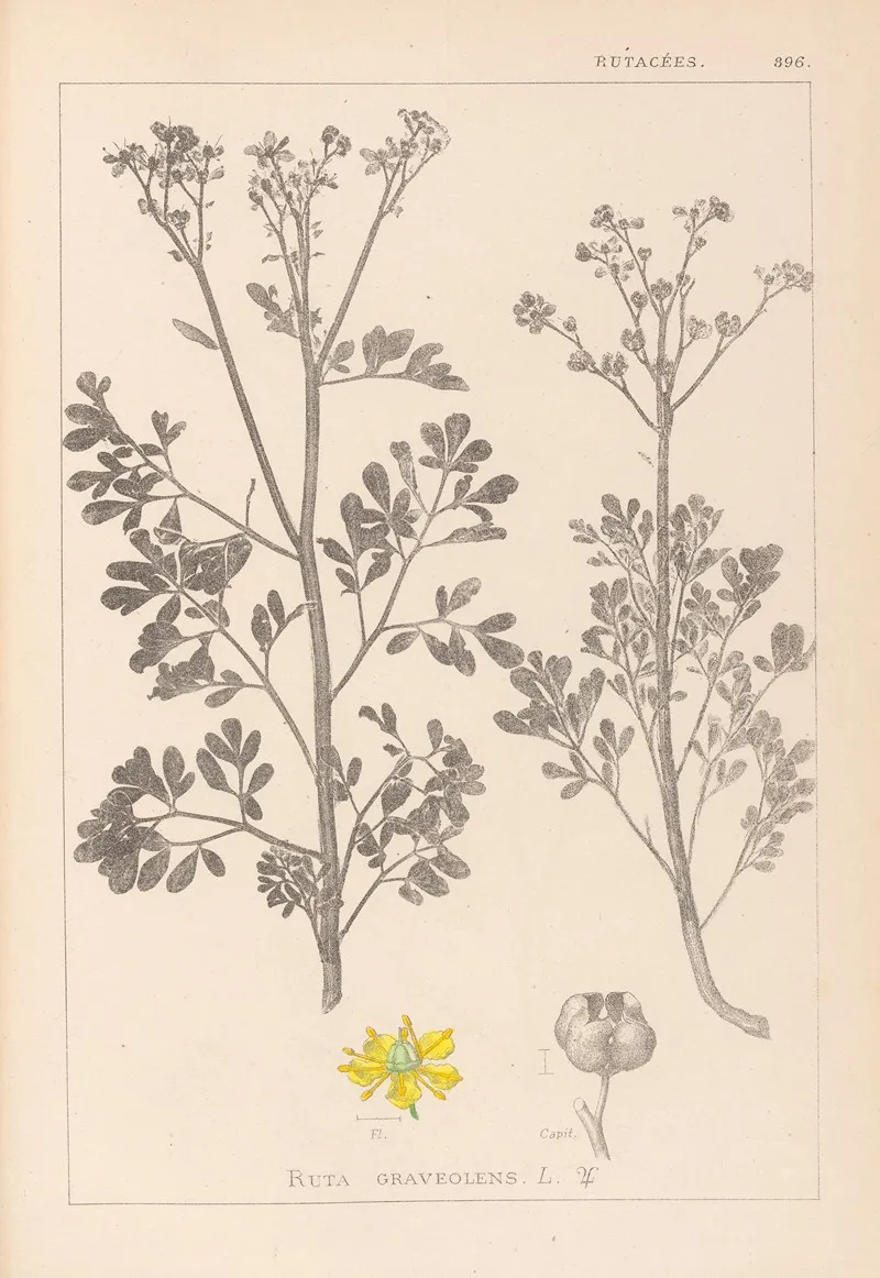 Herbier De La Flore Francaise Pl 0137 Wall Art by Louis Antoine Cusin - High-Resolution Digital Print