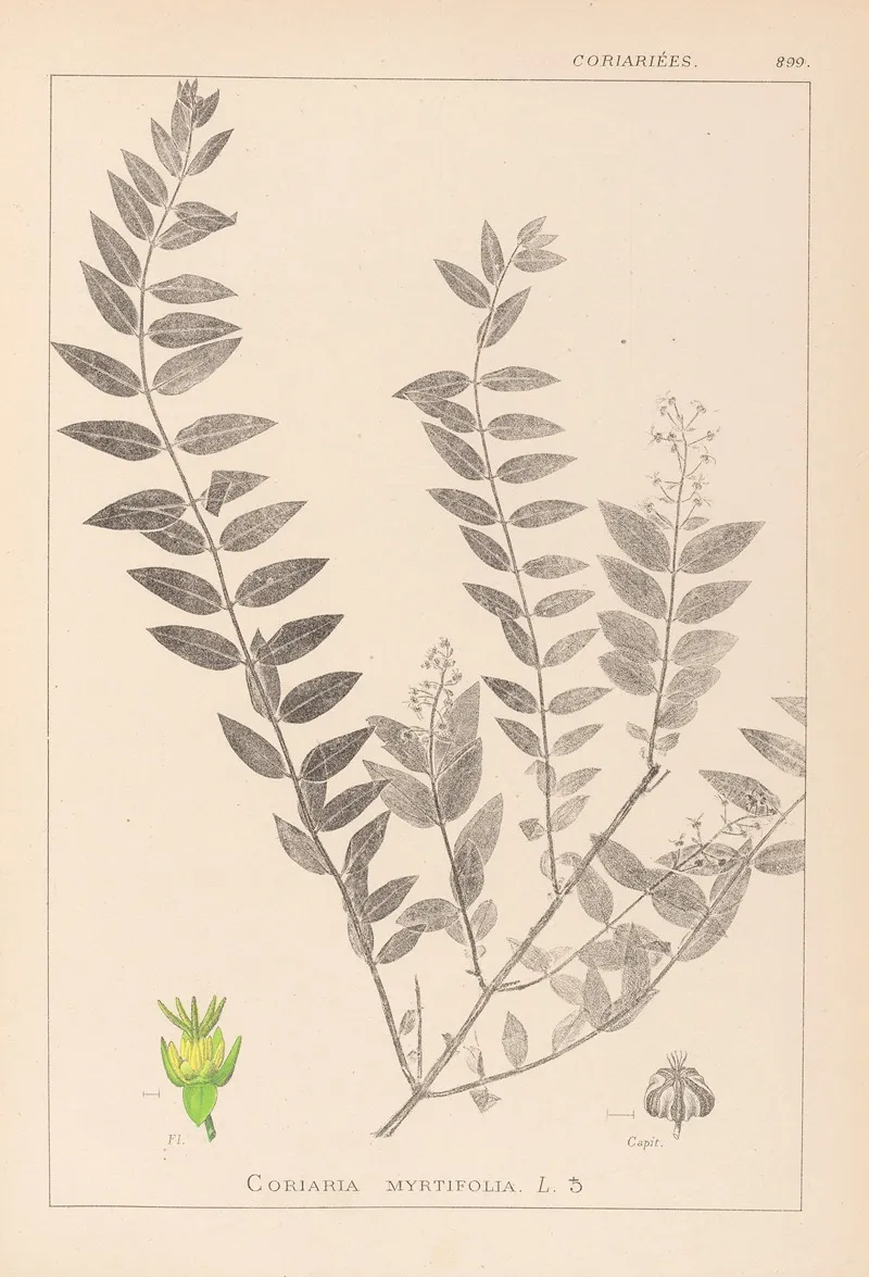 Herbier De La Flore Francaise Pl 0140 Wall Art by Louis Antoine Cusin - High-Resolution Digital Print