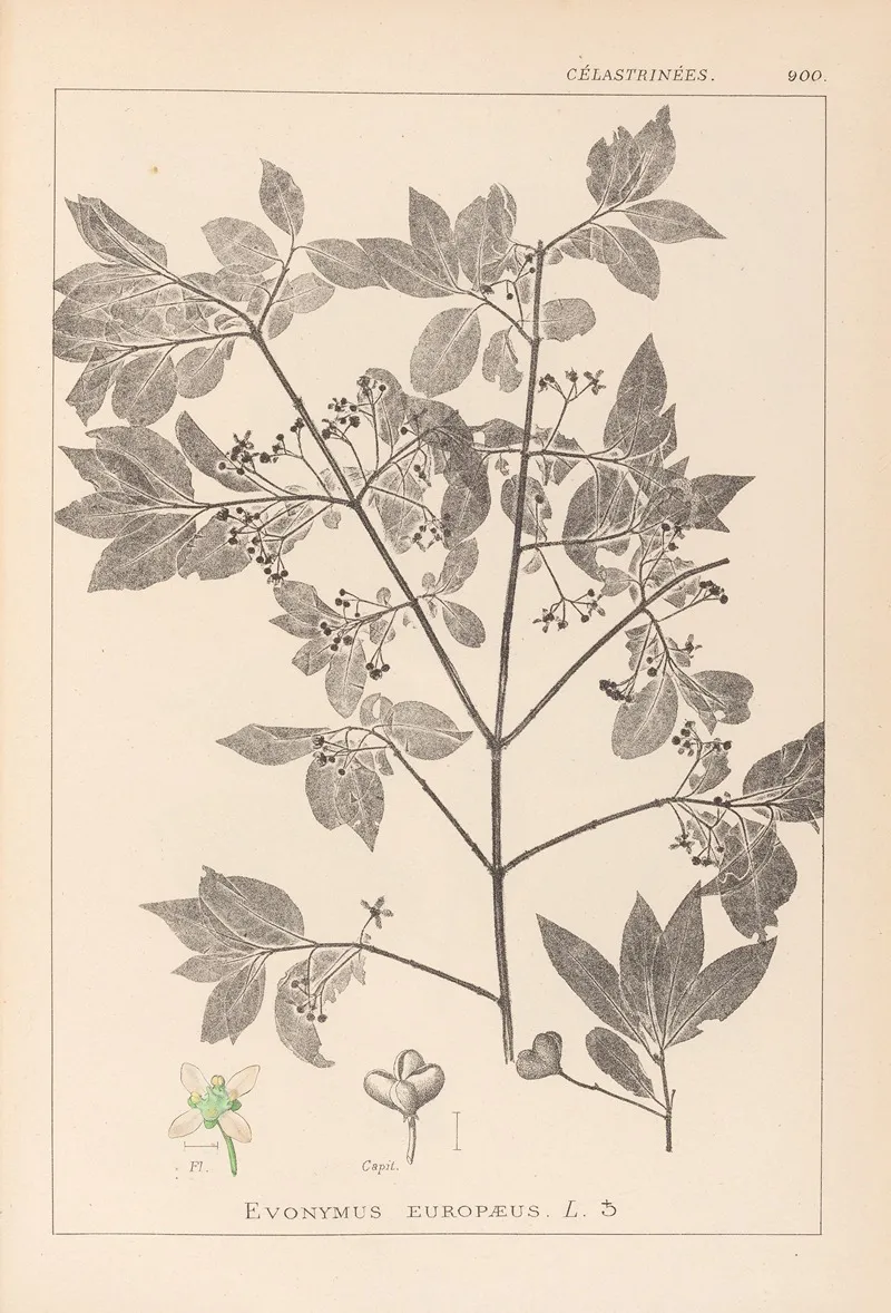 Herbier De La Flore Francaise Pl 0141 Wall Art by Louis Antoine Cusin - High-Resolution Digital Print