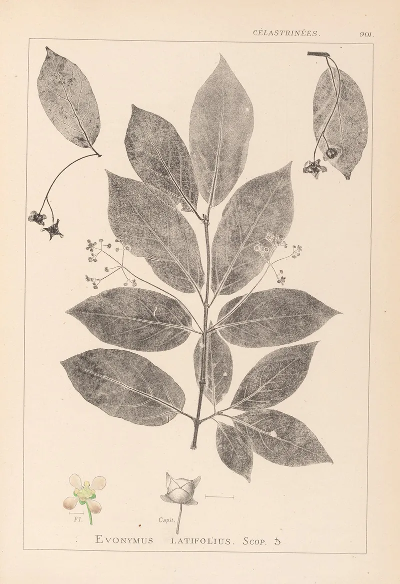 Herbier De La Flore Francaise Pl 0142 Wall Art by Louis Antoine Cusin - High-Resolution Digital Print