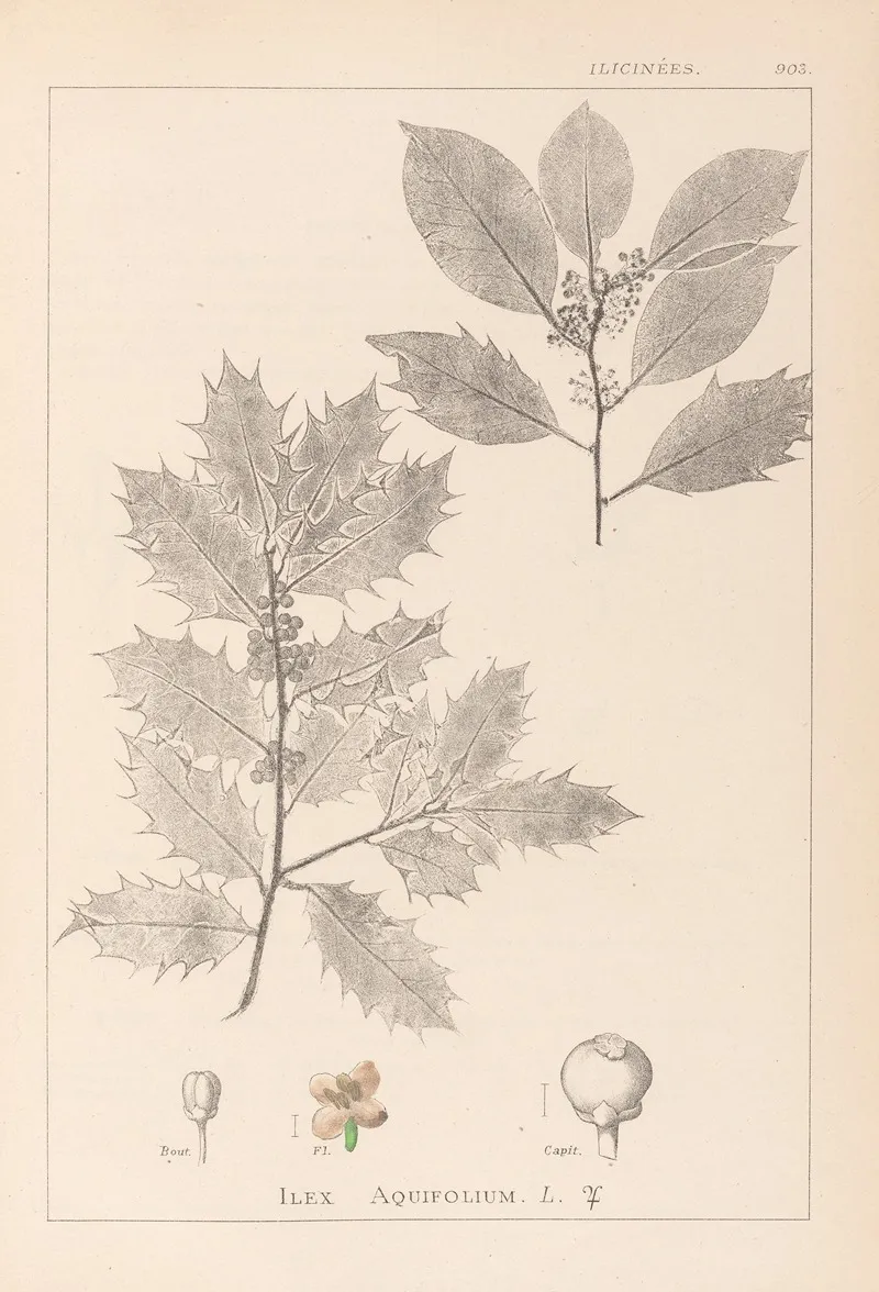Herbier De La Flore Francaise Pl 0144 Wall Art by Louis Antoine Cusin - High-Resolution Digital Print